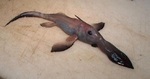 Longnose chimaera